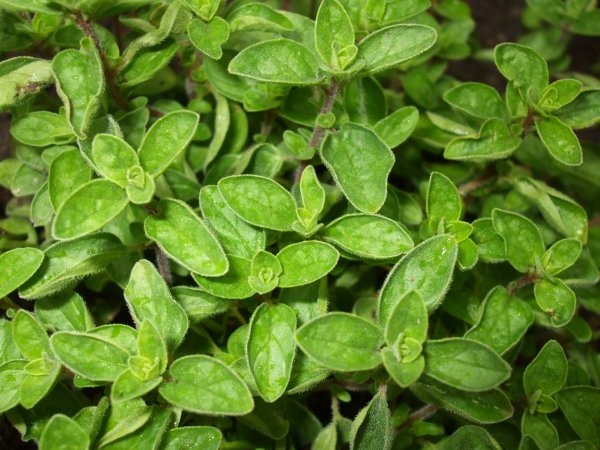 Oregano_1