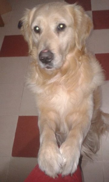 blograretrieveranitabaglyosgoldi