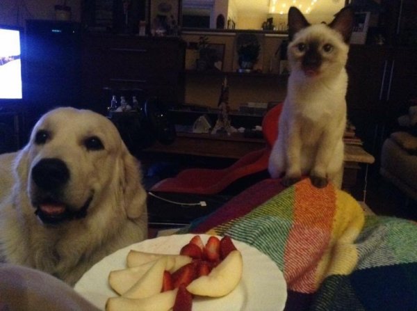 blograretrieverivettkondora2