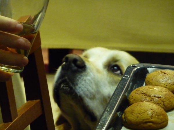 blograretrieverjuliafejes