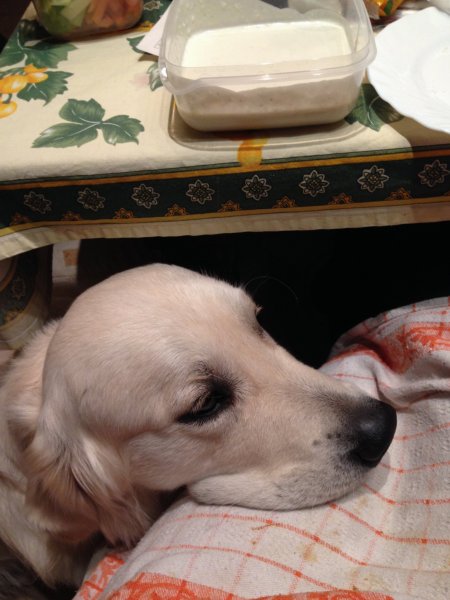 blograretrieverkondorayvette1