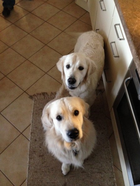 blograretrieverkondorayvette3