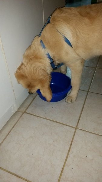 blograretrieverkovácsnémethmónika1