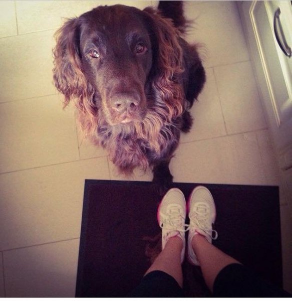 blograretrieverroger