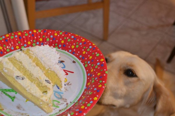 blograretrieverrákoczireka