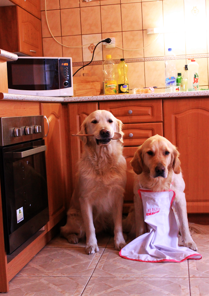 blograretrieverszabina1