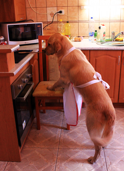 blograretrieverszabina3