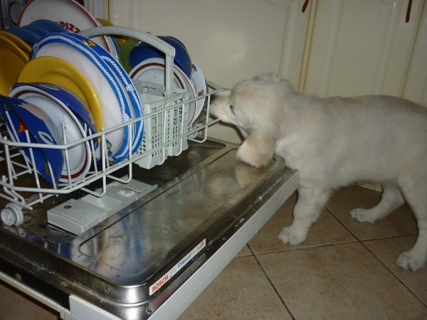 blograretrieverzsuzsannaczaller1