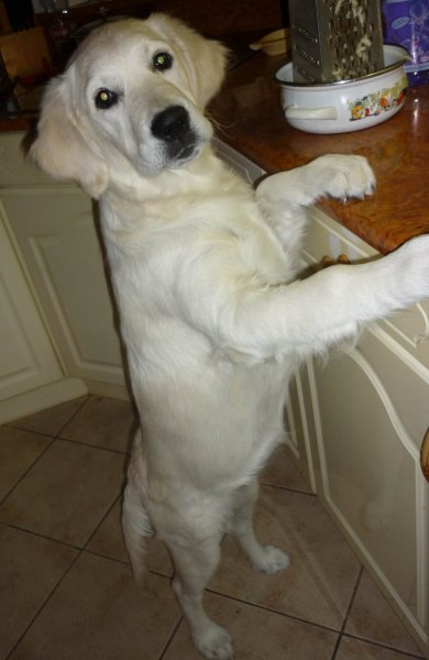 blograretrieverzsuzsannaczaller2