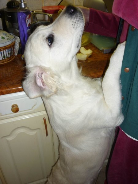 blograretrieverzsuzsannaczeller3